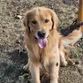 La mascotte sarà Tank, esemplare di Golden Retriever