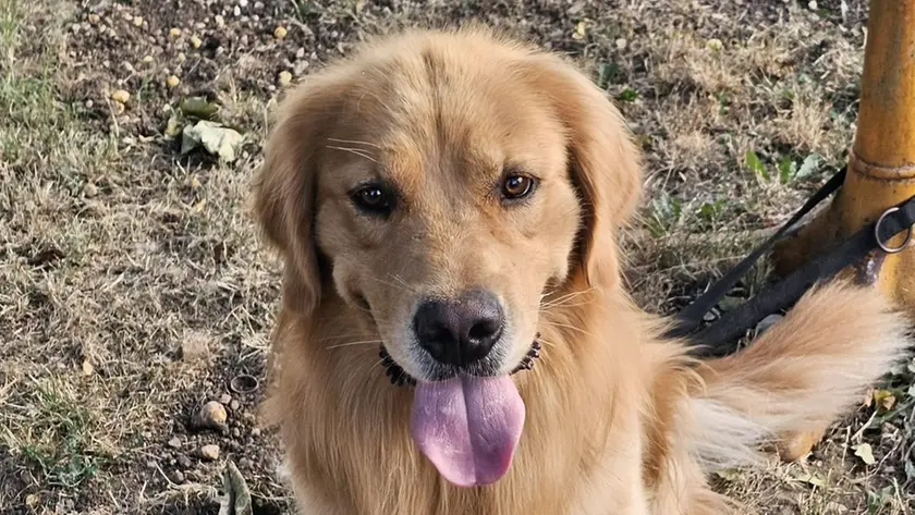 La mascotte sarà Tank, esemplare di Golden Retriever