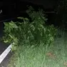 Un albero finito in strada a Lumignacco