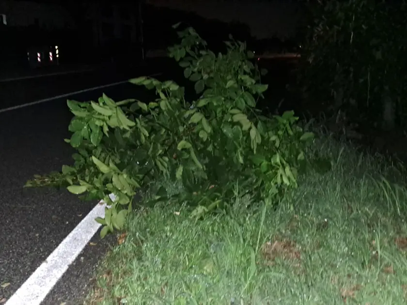 Un albero finito in strada a Lumignacco