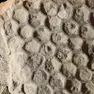 Paleodictyon, Appennino Piacentino. Eocene superiore (35 milioni di anni).
