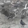 Il grifone africano