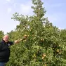 Mauro Pierigh mostra le piante da frutto delle Valli del Natisone ripristinate di recente /Foto Petrussi