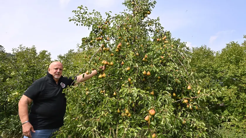 Mauro Pierigh mostra le piante da frutto delle Valli del Natisone ripristinate di recente /Foto Petrussi