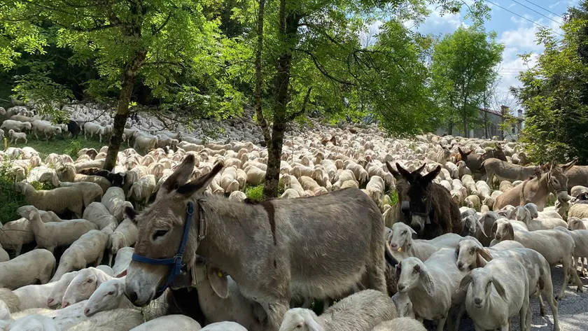 Ogni anno in Fvg si spostano 15 greggi, 15.000 pecore in totale