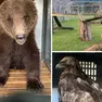 Un orso,una lince e un falco pescatore passati sotto le cure del Crfs di Pagnacco