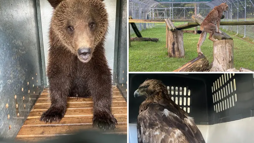 Un orso,una lince e un falco pescatore passati sotto le cure del Crfs di Pagnacco