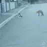L’incontro ravvicinato tra il gatto e la volpe in via Janesi
