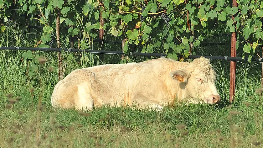 Uno dei tori fuggiti dall'azienda agricola. Foto Petrussi