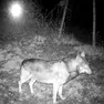Un lupo immortalato da una fototrappola in Pedemontana