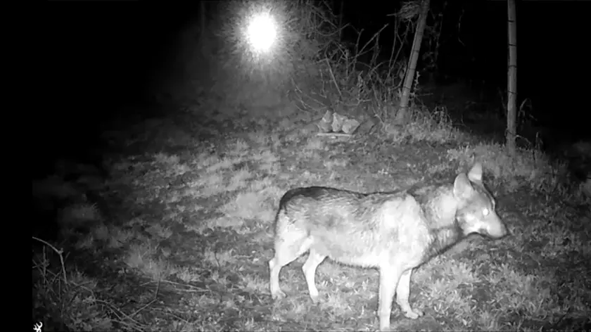 Un lupo immortalato da una fototrappola in Pedemontana