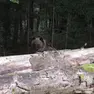 L’orso fotografato da Buttignon