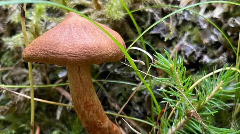 Il fungo Cortinarius speciosissimus, mortale