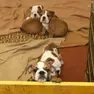 Cuccioli accuditi dopo un sequestro