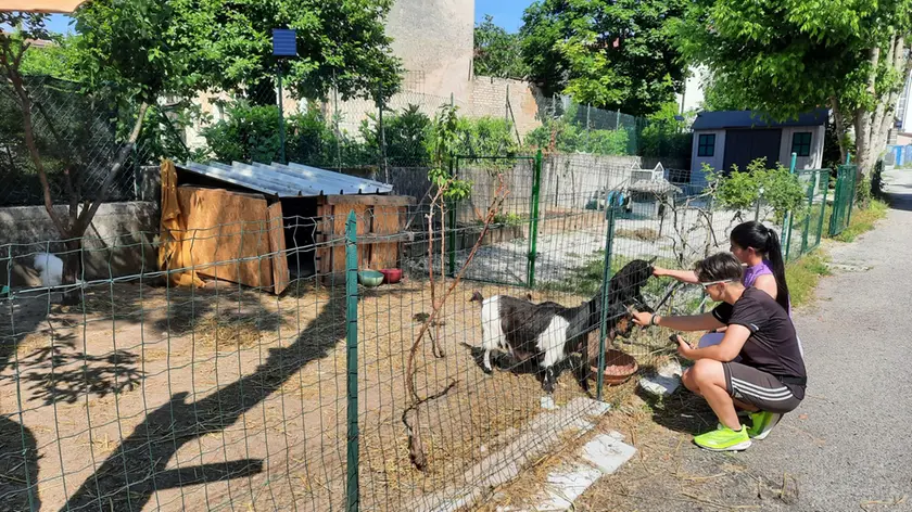 La piccola fattoria in via dei Cappuccini dovrà essere sgomberata