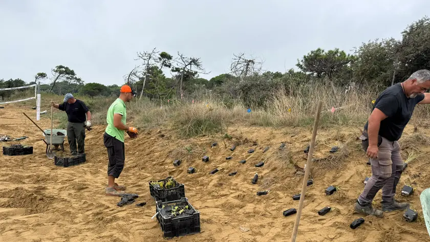 I lavori di piantumazione che sono stati avviati sulle dune a Lignano Riviera