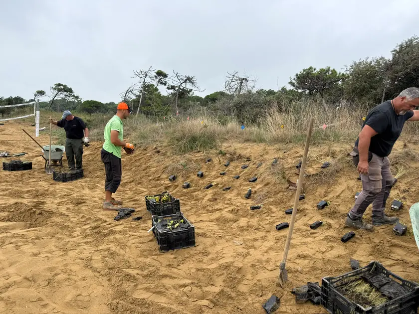 I lavori di piantumazione che sono stati avviati sulle dune a Lignano Riviera