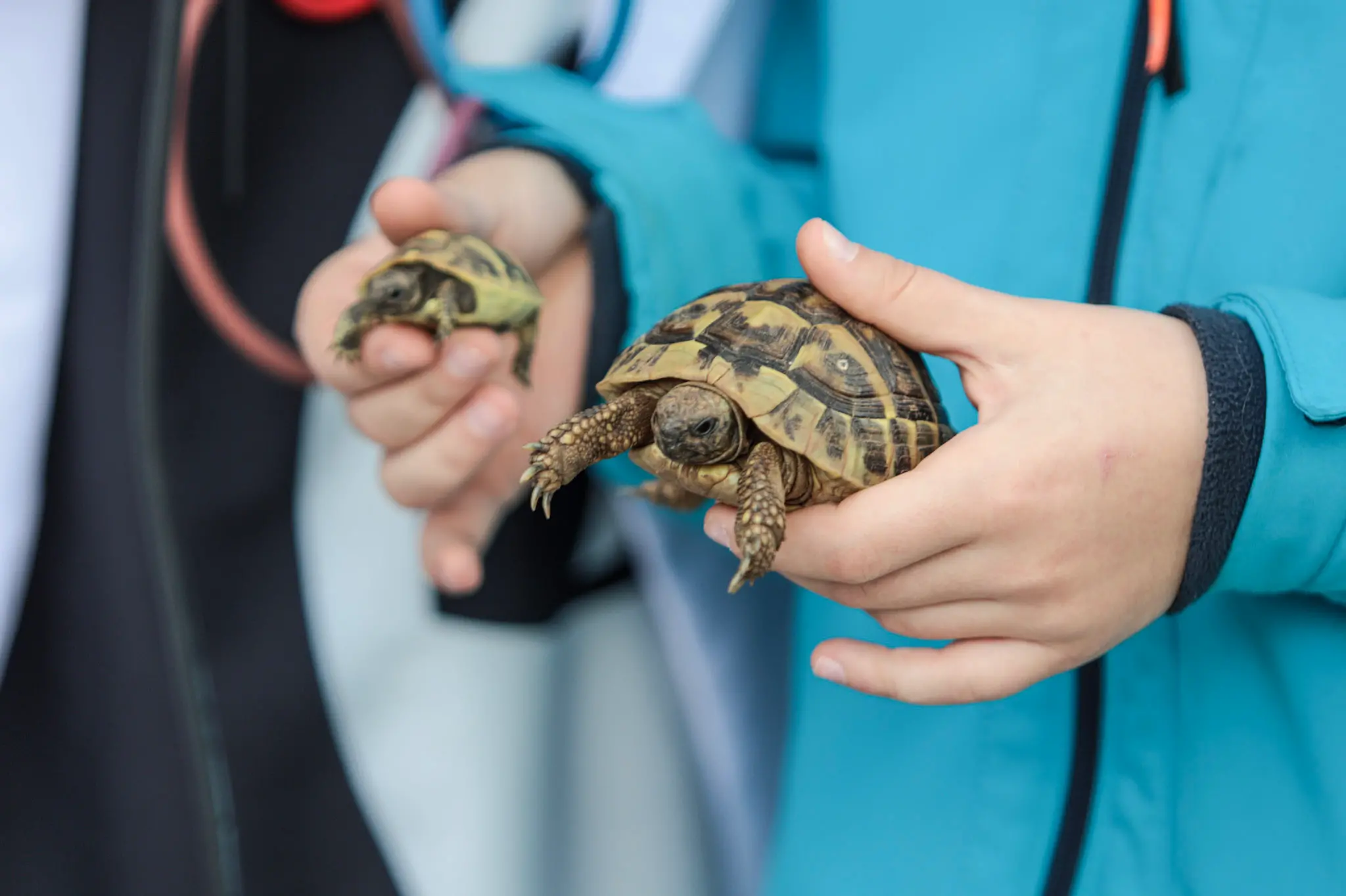 Quarantacinque partecipanti, tanti sorrisi e un'ospite d'onore davvero speciale. Il parco del Municipio di Gorizia ha ospitato sabato 10 ottobre la quarta edizione della benedizione degli animali, organizzata dal Comune insieme alle associazioni La Cuccia, Zampette Cormonesi e Gli amici di Poldo. Alla sfilata hanno partecipato soprattutto cani, con l'eccezione di due tartarughe, suddivisi in tre categorie: tale e quale, bon ton e simpatia. La benedizione è stata impartita da don Fulvio Marcioni, alla presenza del sindaco Rodolfo Ziberna e di altri rappresentanti dell'amministrazione comunale. Grande protagonista della giornata Lamù, il pastore australiano dei vigili del fuoco, andato in pensione ad aprile dopo otto anni di servizio e circa cento interventi di soccorso. Tra le sue missioni anche le ricerche dopo il crollo del ponte Morandi a Genova e il terremoto in Turchia (Foto Daniele Tibaldi)