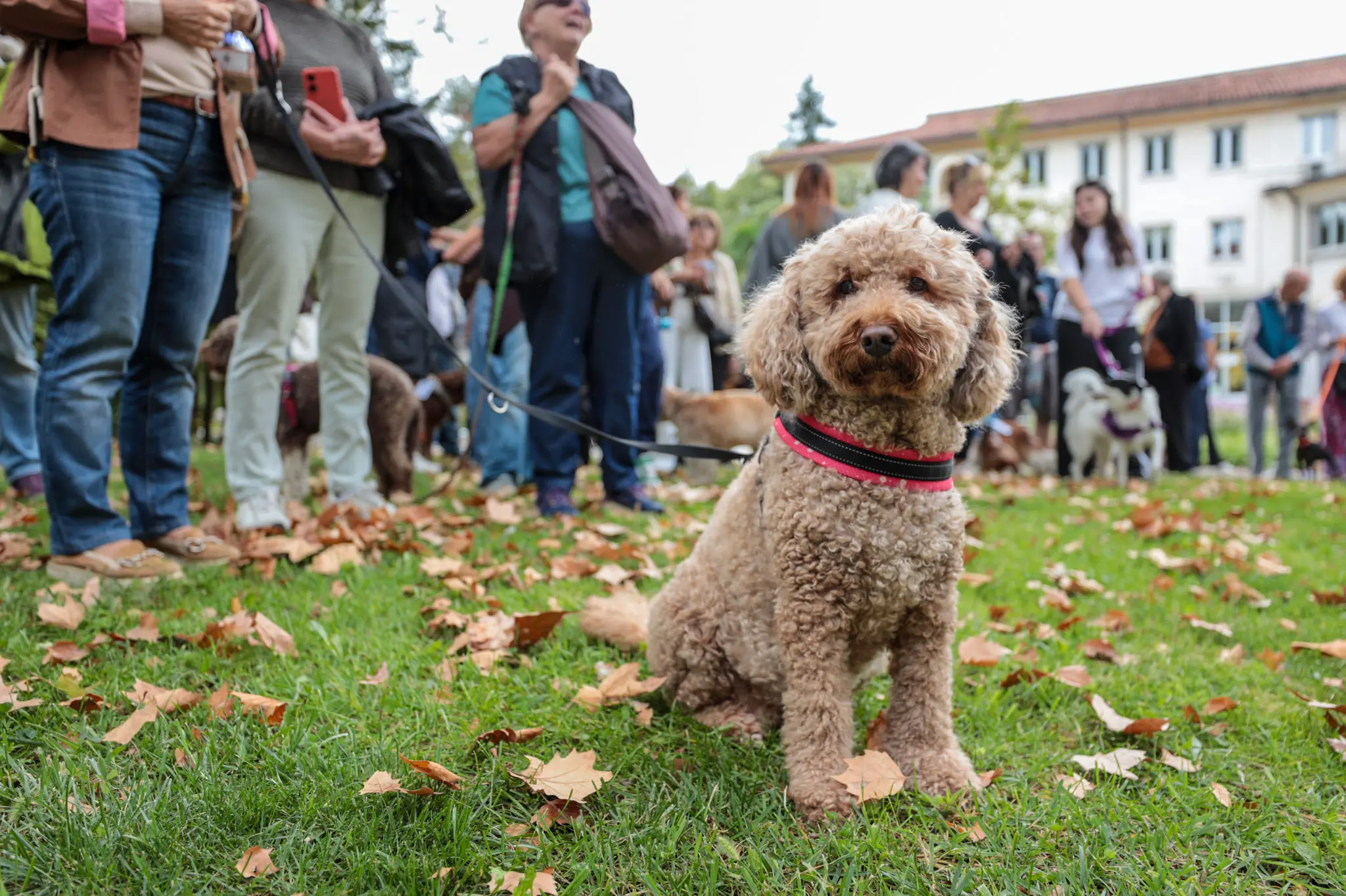 Quarantacinque partecipanti, tanti sorrisi e un'ospite d'onore davvero speciale. Il parco del Municipio di Gorizia ha ospitato sabato 10 ottobre la quarta edizione della benedizione degli animali, organizzata dal Comune insieme alle associazioni La Cuccia, Zampette Cormonesi e Gli amici di Poldo. Alla sfilata hanno partecipato soprattutto cani, con l'eccezione di due tartarughe, suddivisi in tre categorie: tale e quale, bon ton e simpatia. La benedizione è stata impartita da don Fulvio Marcioni, alla presenza del sindaco Rodolfo Ziberna e di altri rappresentanti dell'amministrazione comunale. Grande protagonista della giornata Lamù, il pastore australiano dei vigili del fuoco, andato in pensione ad aprile dopo otto anni di servizio e circa cento interventi di soccorso. Tra le sue missioni anche le ricerche dopo il crollo del ponte Morandi a Genova e il terremoto in Turchia (Foto Daniele Tibaldi)