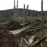 Gli alberi a terra dopo la tempesta Vaia in Carnia
