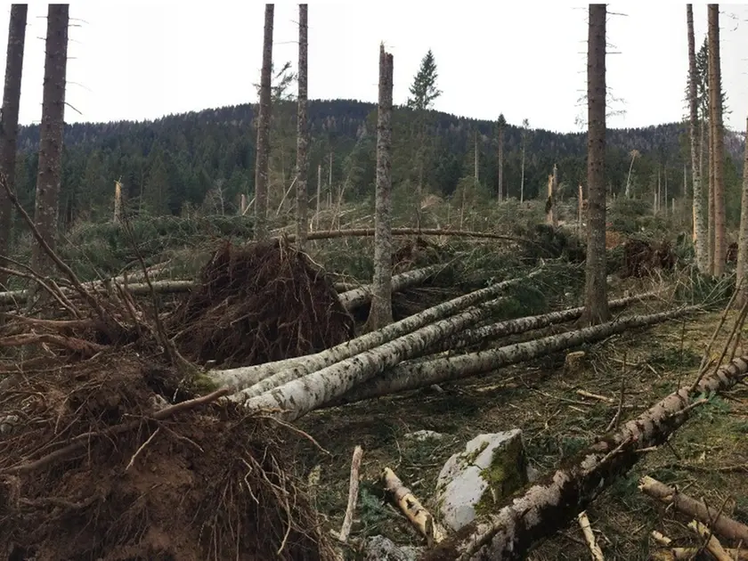 Gli alberi a terra dopo la tempesta Vaia in Carnia