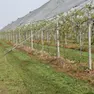 Un impianto di kiwi