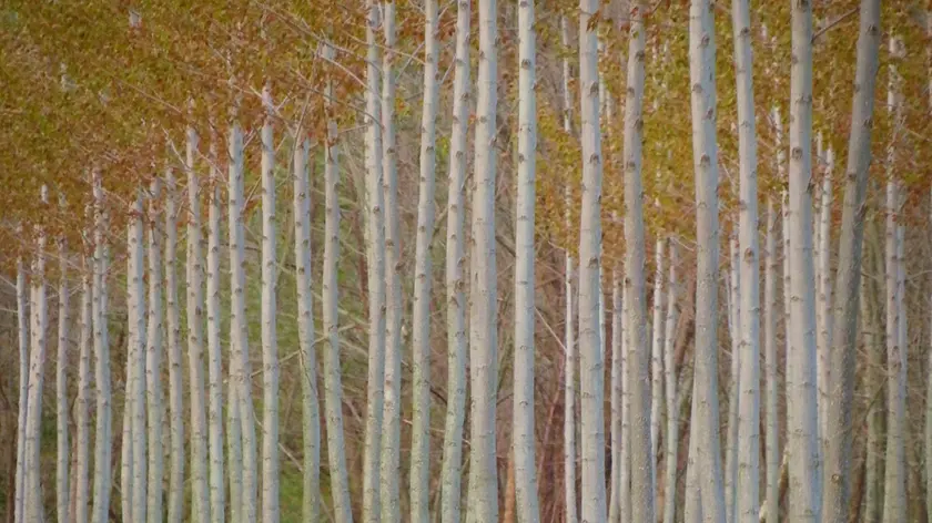 Paola Toniutti, Incontri emozionanti (foresta, foreste, alberi, bosco, boschi, capriolo, caprioli, pioppi, animali selvatici). Paola Toniutti, con la foto "Incontri emozionanti", che ritrae un capriolo in un pioppeto a Codroipo (Udine), è la vincitrice del concorso fotografico "ScattailboscoPEFC 2021" organizzato da PEFC Italia, l'ente promotore della corretta e sostenibile gestione del patrimonio forestale. Al secondo posto Simone Spina, per lo scatto "Bosco incantato" realizzato in una faggeta a Lioni, in provincia di Avellino. Il lariceto del Lago Federa a Cortina d'Ampezzo (BL) è invece protagonista della foto "Autunno al Lago di Federa" di Sonia Fantini, che si aggiudica la medaglia di bronzo. La Segreteria del PEFC Italia ha inoltre selezionato due ulteriori foto: "Una goccia che stilla" di Daniela Sgueglia, scattata nella Pineta di Linguaglossa (Catania), una delle aree naturali più belle della Sicilia, e "Impressioni d'autunno" realizzata da Thomas Danieli a Ornica (Bergamo), in Lombardia. I tre vincitori ufficiali e i due fotografi selezionati dalla segreteria di PEFC Italia accedono alla fase internazionale del concorso fotografico PEFC a cui parteciperanno i vincitori di tutte le 11 nazioni partecipantii. Quest'anno il PEFC Italia ha assegnato una menzione speciale alla fotografia che meglio rappresenta il tema del cambiamento climatico. Ad aggiudicarsi la menzione è Ludovica Nati con una foto scattata in Val di Fassa (Trentino) che mostra i segni di Vaia ancora evidenti sul gruppo del Catinaccio. ANSA/UFFICIO STAMPA +++ NO SALES, EDITORIAL USE ONLY +++