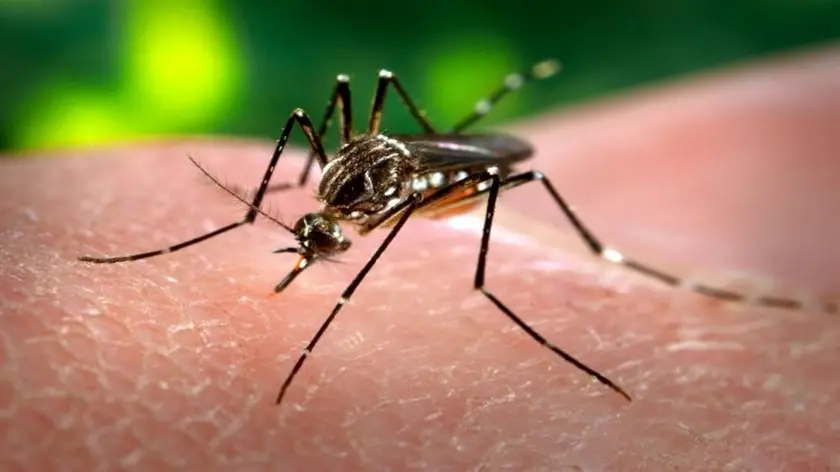 Una zanzara pronta a pungere: il virus West Nile viene trasmesso anche e soprattutto dalle zanzare comuni