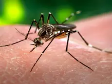 Una zanzara pronta a pungere: il virus West Nile viene trasmesso anche e soprattutto dalle zanzare comuni
