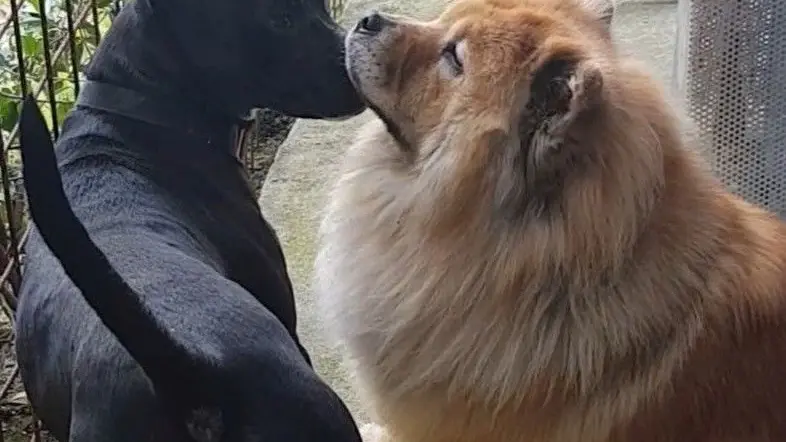 Il chow chow Alice accoglie Ettore arrivato dal canile di Villotta