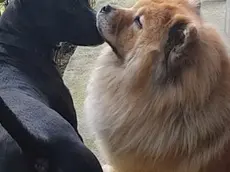 Il chow chow Alice accoglie Ettore arrivato dal canile di Villotta