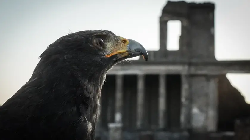 La tutela degli scavi archeologici di Pompei è un impegno costante, reso ancora più complesso dalla presenza di colonie di piccioni. Il loro guano, corrosivo e ricco di acidi, rappresenta una grave minaccia per gli affreschi e i delicati reperti archeologici. Per affrontare questo problema in modo ecologico e sostenibile, è stato messo in atto un progetto innovativo che vede protagonisti due rapaci addestrati: Aria, il falco, e Gianna, la poiana. L'idea alla base del progetto è semplice quanto efficace: sfruttare l'istinto di sopravvivenza dei piccioni. I rapaci, con i loro eleganti e potenti voli, simulano delle vere e proprie cacce, innescando nei piccioni una paura istintiva e naturale. La presenza di questi predatori, anche solo per brevi periodi, è sufficiente a scoraggiare le colonie di uccelli dal nidificare e sostare nelle aree archeologiche. Il volo dei rapaci è uno spettacolo affascinante. Con agili piroette e planate audaci, Gianna e Aria dominano i cieli di Pompei, incutendo timore nei piccioni. Le loro silhouette scure, che si stagliano contro il cielo, sono un chiaro segnale di pericolo per gli intrusi alati. Ogni loro apparizione è un vero e proprio balletto tra cielo e terra, una danza aerea che ha lo scopo di proteggere un patrimonio inestimabile. Da due anni, il progetto di falconeria è attivo a Pompei e i risultati sono più che soddisfacenti. Grazie all'intervento dei rapaci, si è registrata una significativa riduzione della presenza di piccioni nelle aree più sensibili degli scavi. Inoltre, l'impiego di questi predatori naturali ha permesso di evitare l'utilizzo di sostanze chimiche o dispositivi rumorosi, garantendo così un intervento rispettoso dell'ambiente e degli stessi uccelli. La biotecnologa Paola Barile ed il suo assistente Pasquale Giorgio, responsabili della gestione tecnica del progetto, sottolineano l'importanza di un approccio integrato alla tutela del patrimonio culturale: "La falconeria è uno strumento prezioso per la salvaguardia degli scavi di Pompei, ma è solo una delle tante azioni che stiamo mettendo in campo. La nostra priorità è garantire la conservazione di questo straordinario sito archeologico per le future generazioni". Grazie al progetto di falconeria, gli scavi di Pompei hanno acquisito una nuova forma di tutela. I rapaci, con la loro maestria nel volo e la loro capacità di incute timore, sono diventati i guardiani alati di uno dei siti archeologici più importanti al mondo. Il loro intervento rappresenta una speranza per il futuro di Pompei, un simbolo di come la natura e la tecnologia possano coesistere per proteggere il nostro patrimonio culturale. Napoli 4 Agosto 2024. ANSA/CESARE ABBATE