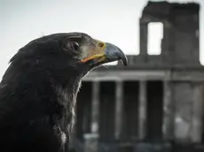 La tutela degli scavi archeologici di Pompei è un impegno costante, reso ancora più complesso dalla presenza di colonie di piccioni. Il loro guano, corrosivo e ricco di acidi, rappresenta una grave minaccia per gli affreschi e i delicati reperti archeologici. Per affrontare questo problema in modo ecologico e sostenibile, è stato messo in atto un progetto innovativo che vede protagonisti due rapaci addestrati: Aria, il falco, e Gianna, la poiana. L'idea alla base del progetto è semplice quanto efficace: sfruttare l'istinto di sopravvivenza dei piccioni. I rapaci, con i loro eleganti e potenti voli, simulano delle vere e proprie cacce, innescando nei piccioni una paura istintiva e naturale. La presenza di questi predatori, anche solo per brevi periodi, è sufficiente a scoraggiare le colonie di uccelli dal nidificare e sostare nelle aree archeologiche. Il volo dei rapaci è uno spettacolo affascinante. Con agili piroette e planate audaci, Gianna e Aria dominano i cieli di Pompei, incutendo timore nei piccioni. Le loro silhouette scure, che si stagliano contro il cielo, sono un chiaro segnale di pericolo per gli intrusi alati. Ogni loro apparizione è un vero e proprio balletto tra cielo e terra, una danza aerea che ha lo scopo di proteggere un patrimonio inestimabile. Da due anni, il progetto di falconeria è attivo a Pompei e i risultati sono più che soddisfacenti. Grazie all'intervento dei rapaci, si è registrata una significativa riduzione della presenza di piccioni nelle aree più sensibili degli scavi. Inoltre, l'impiego di questi predatori naturali ha permesso di evitare l'utilizzo di sostanze chimiche o dispositivi rumorosi, garantendo così un intervento rispettoso dell'ambiente e degli stessi uccelli. La biotecnologa Paola Barile ed il suo assistente Pasquale Giorgio, responsabili della gestione tecnica del progetto, sottolineano l'importanza di un approccio integrato alla tutela del patrimonio culturale: "La falconeria è uno strumento prezioso per la salvaguardia degli scavi di Pompei, ma è solo una delle tante azioni che stiamo mettendo in campo. La nostra priorità è garantire la conservazione di questo straordinario sito archeologico per le future generazioni". Grazie al progetto di falconeria, gli scavi di Pompei hanno acquisito una nuova forma di tutela. I rapaci, con la loro maestria nel volo e la loro capacità di incute timore, sono diventati i guardiani alati di uno dei siti archeologici più importanti al mondo. Il loro intervento rappresenta una speranza per il futuro di Pompei, un simbolo di come la natura e la tecnologia possano coesistere per proteggere il nostro patrimonio culturale. Napoli 4 Agosto 2024. ANSA/CESARE ABBATE