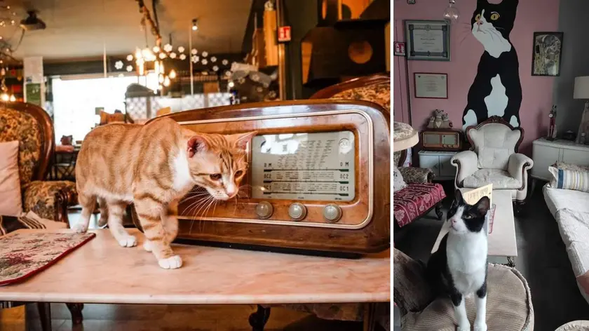 I gatti ospitati nel Cat café di martignacco sono abituati alla presenza dell’uomo