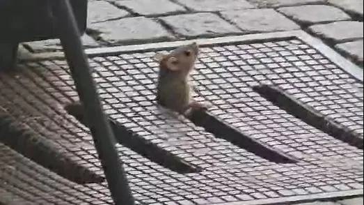 Un topolino spunta dalla grata di un tombino tra i tavolini dei bar del centro di Cividale