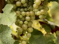 This Sept. 21, 2016 photo shows a cluster of glera grapes growing in Italy's prosecco country. Glera is the white grape that traditionally goes into the popular bubbly. (Michelle Locke via AP)