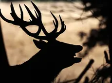 epa10911171 A stag roars during rutting season for red deer at Richmond Park in London, Britain, 10 October 2023. Rutting or mating season runs from September to November. A stag can hold up to 40 female deer in a harem. A stag will have an increase of testosterone and use roars as a way to deter rivals. EPA/NEIL HALL