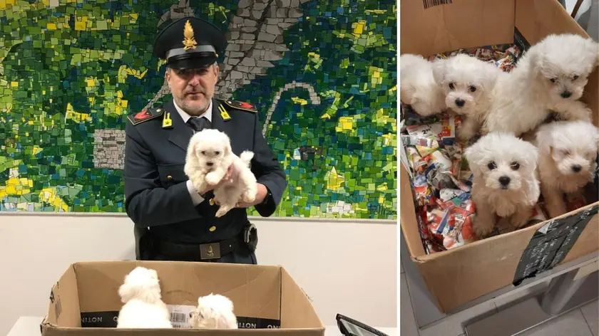 Un militare della Guardia di finanza tiene in braccio uno dei cuccioli sequestrati; a destra gli animali rinvenuti a bordo di un'auto straniera