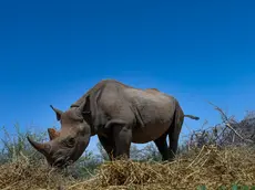 epa09943209 A 5-year-old black rhino Loijipu (C), grazes in Sera Rhino Sanctuary, within the larger Sera Community Conservancy that is under Northern Rangelands Trust (NRT) in the Northern Kenya region of Samburu, Kenya, 11 May 2022 (issued 12 May 2022). Loijipu is an orphan black rhino who became the first black rhino calf to be born in a community conservancy in Kenya. Sera Conservancy is the first community run black rhino sanctuary in East Africa. NRT which is an umbrella of several community conservancies, is using a different community conservancy model by turning their traditional craft skills into a viable, sustainable business and also offering village-based vocational training to people in community conservancies by partnering with polytechnic institutions. It is a response to wider drive by community conservancies to diversify Indigenous livelihoods and encourage entrepreneurship amongst women and young morans while promoting wildlife conservation that threatens many of these protected areas. EPA/DANIEL IRUNGU