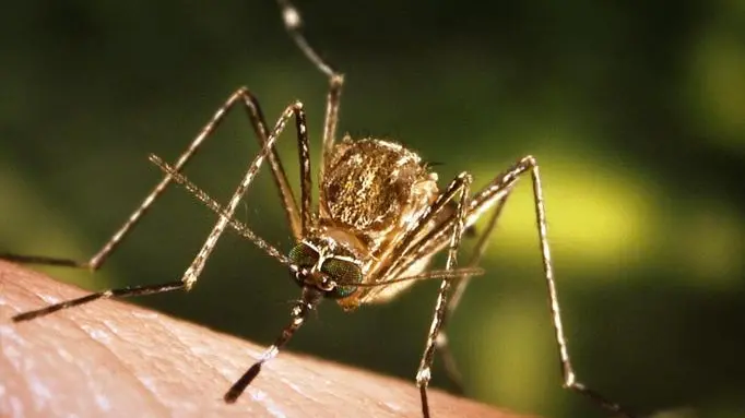This close-up view of a Culex tarsalis mosquito resting on human skin, shows the dark-scaled proboscis which has a broad median white band. ....Other identifying characteristics include white scales around the joints of its tarsi, a line of white scales along the tibia and femur, and two silver dots on its scutum. The epidemiologic importance of C. tarsalis lies in its ability to spread Western Equine Encephalitis (WEE), St. Louis Encephalitis (SLE), and California Encephalitis, and is currently the main vector of West Nile virus in the Western United States... ..Date: 2005..Content credits: / xxxxx..Photo credit: James Gathany..Image storage: xxxxxxxxxxxxx..Support File: CD_120_DH/ 005....URL: http://www.cdc.gov/ncidod/dvbid/westnile/..URL Title: CDC – Division of Vector-Borne Infectious Diseases – West Nile Virus.. - LA ZANZARA CULEX A sinistra, l'insetto identificato come principale vettore del virus A destra, una cellula infettata