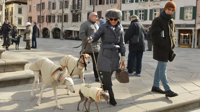 Udine 25 febbraio 2018 levrieri piazza matteotti Agenzia Petrussi foto Massimo Turco