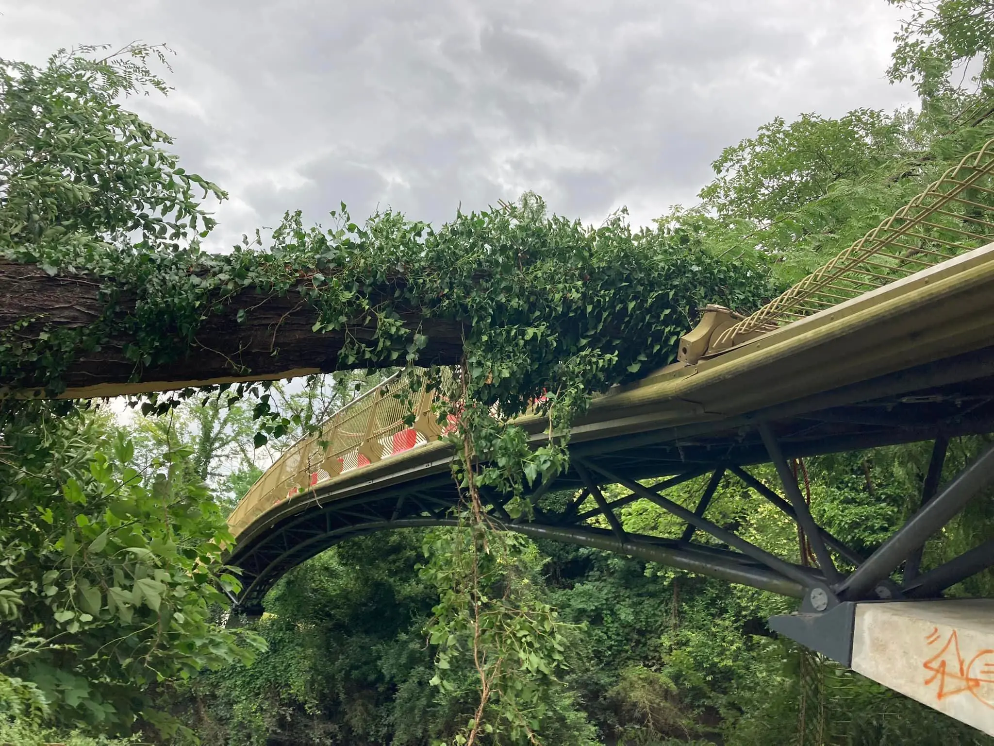 L'albero caduto sulla passerella a Prà Castelvecchio a Sacile