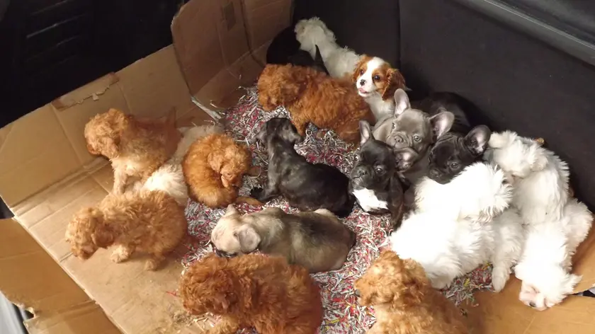 Alcuni dei cuccioli sequestrati dalla Polizia stradale a Porpetto