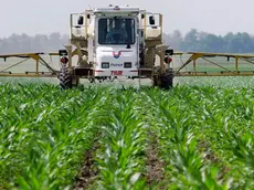 **HOLD FOR STORY BY DAVID MERCER** In this photo taken June 1, 2010, central Illinois corn farmer Jerry McCulley sprays weed killer across his cornfield in Auburn, Ill. A handful of hardy weeds have adapted to survive Roundup, which many scientists say threatens to make the ubiquitous herbicide far less useful to farmers. (AP Photo/Seth Perlman)
