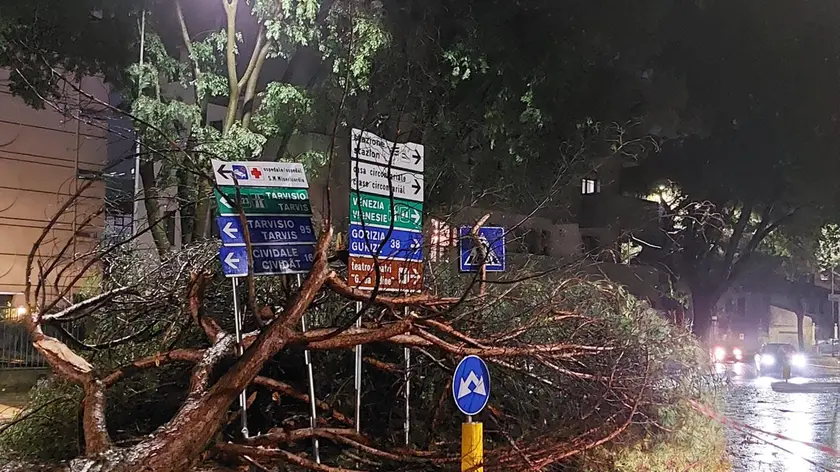 Un albero spezzato in strada in piazzale Oberdan a Udine