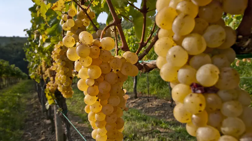 Italia, Friuli Venezia Giulia, Collio: Ribolla gialla (cantina Venica & Venica)