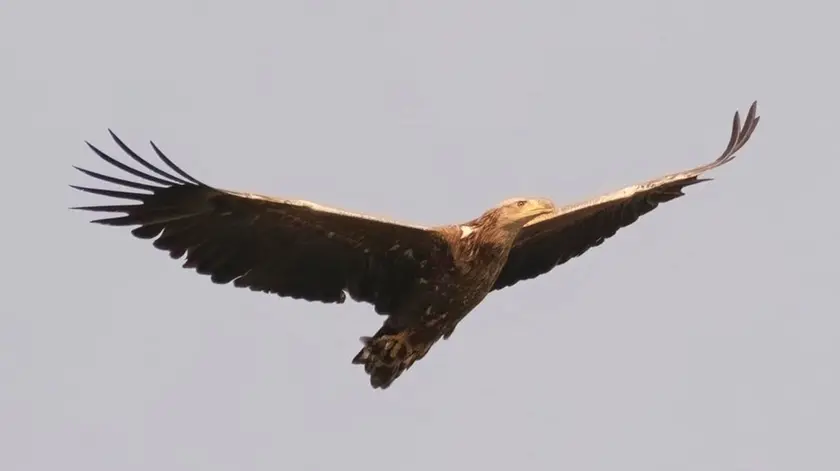 Aquila di mare a Cornino (foto Stefano Zago)