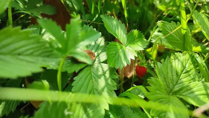 I ricercatori invitano tutti a collaborare: chi va in bosco può raccogliere le piantine e consegnarle agli studiosi