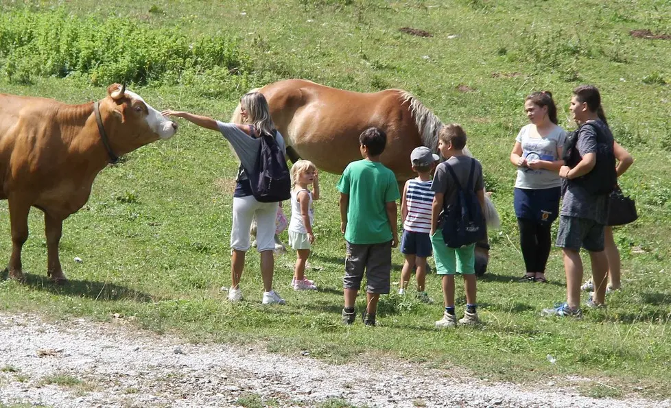 Dogna 5 Agosto 2017. Visita alla Malga di Plan di Spadovai. © Foto Petrussi -Soravito
