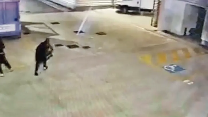 In un fn fotogramma del video dell'impianto di videosorveglianza i ladri mentre scavalcano il cancello